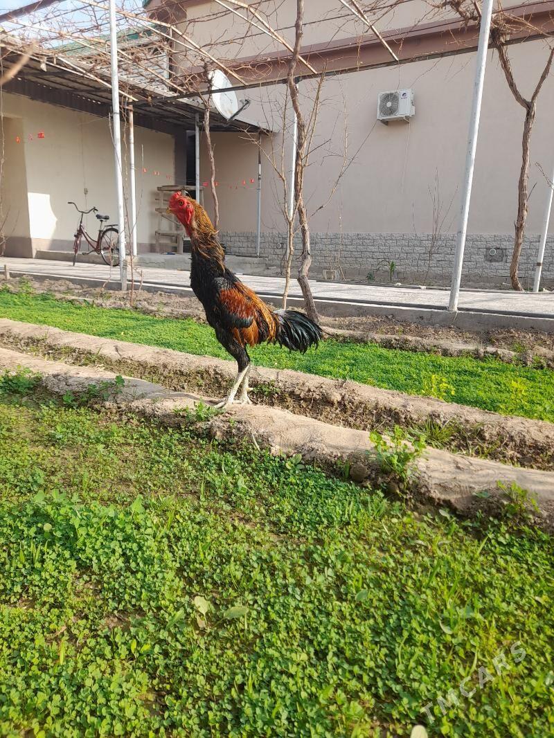 taskent - Herrikgala - img 2