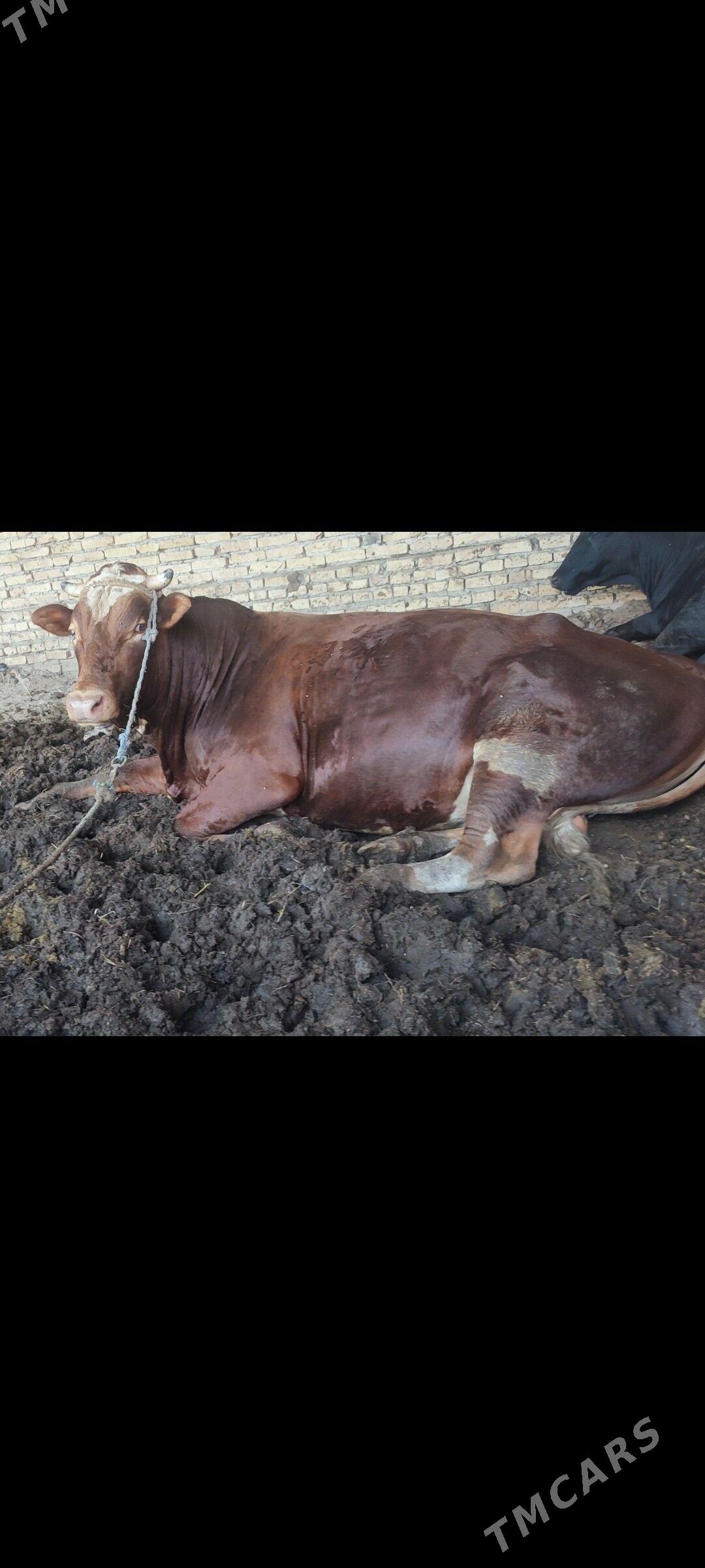 okuzler - Kerki - img 10