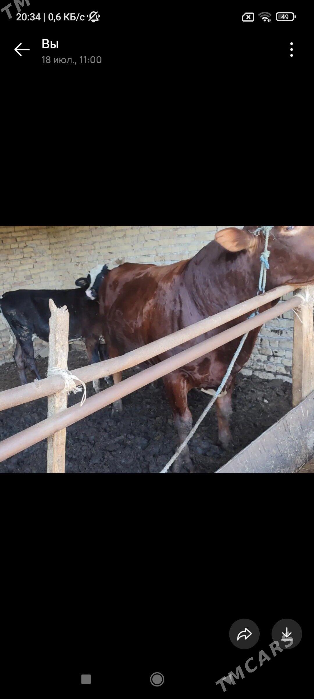 okuzler - Kerki - img 6