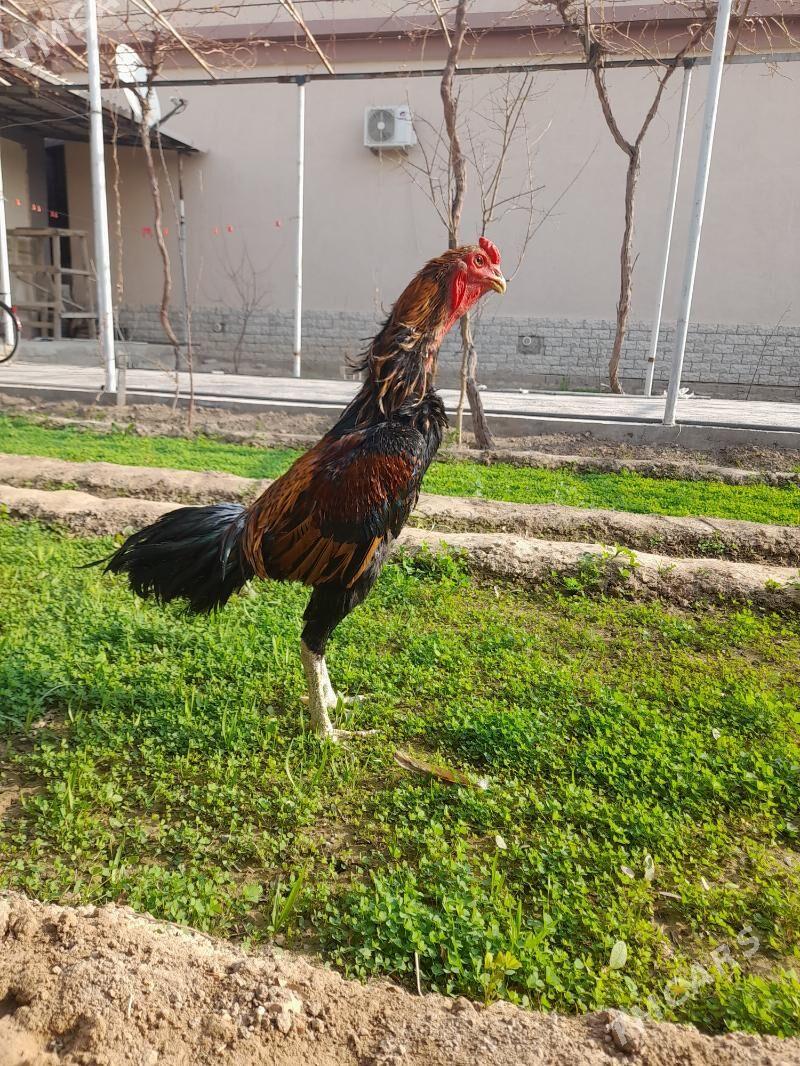 taskent - Herrikgala - img 3