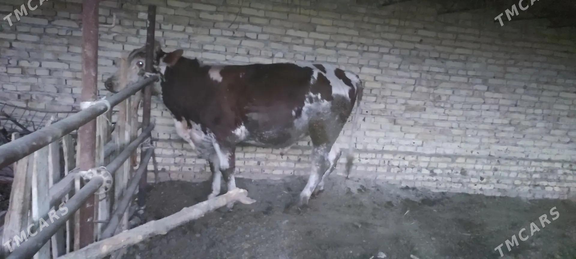 okuzler - Kerki - img 9