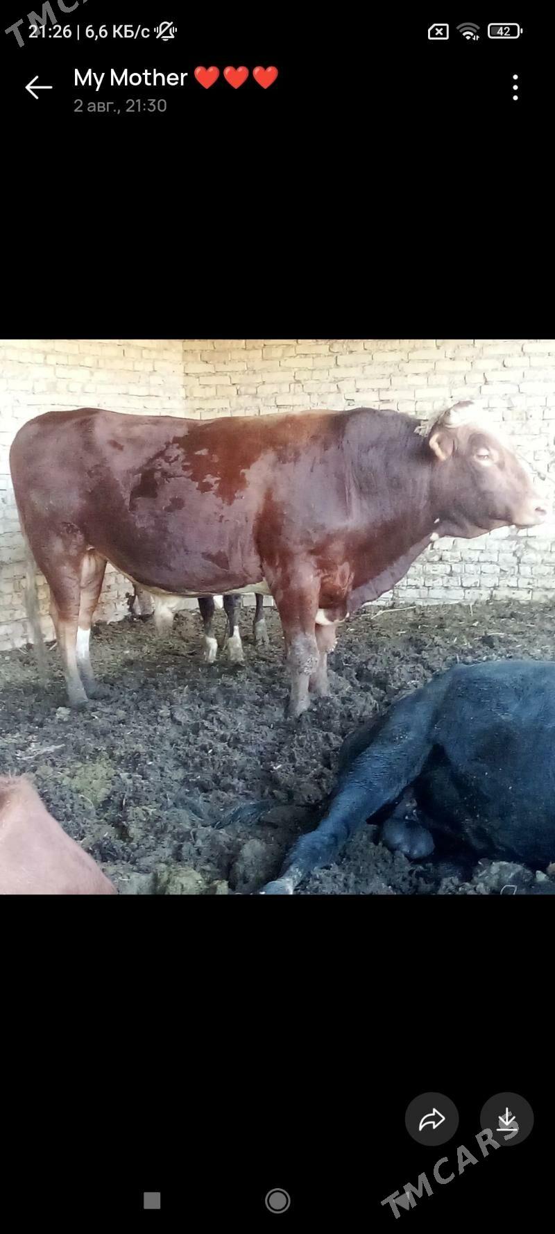 okuzler - Kerki - img 7