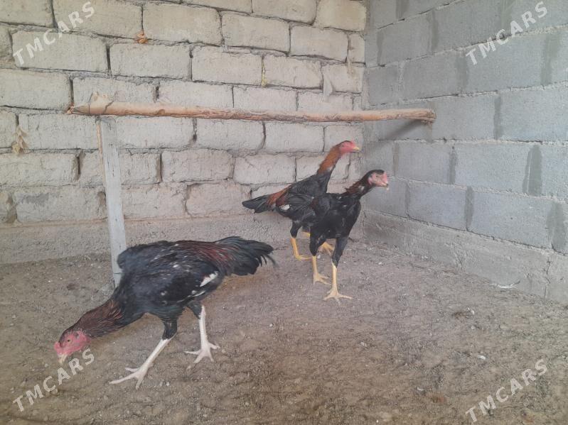 taskent - Херрикгала - img 1