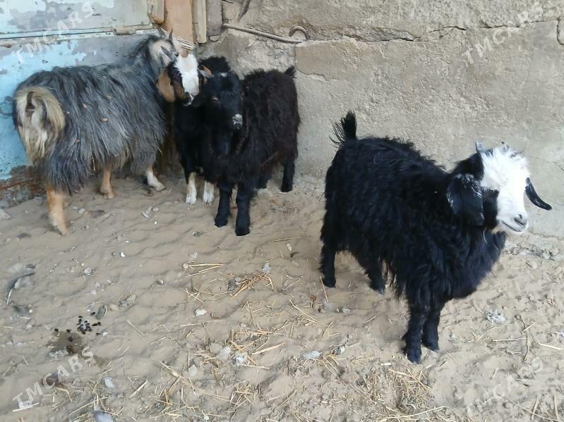 çewisler 4 sany - Bäherden - img 2