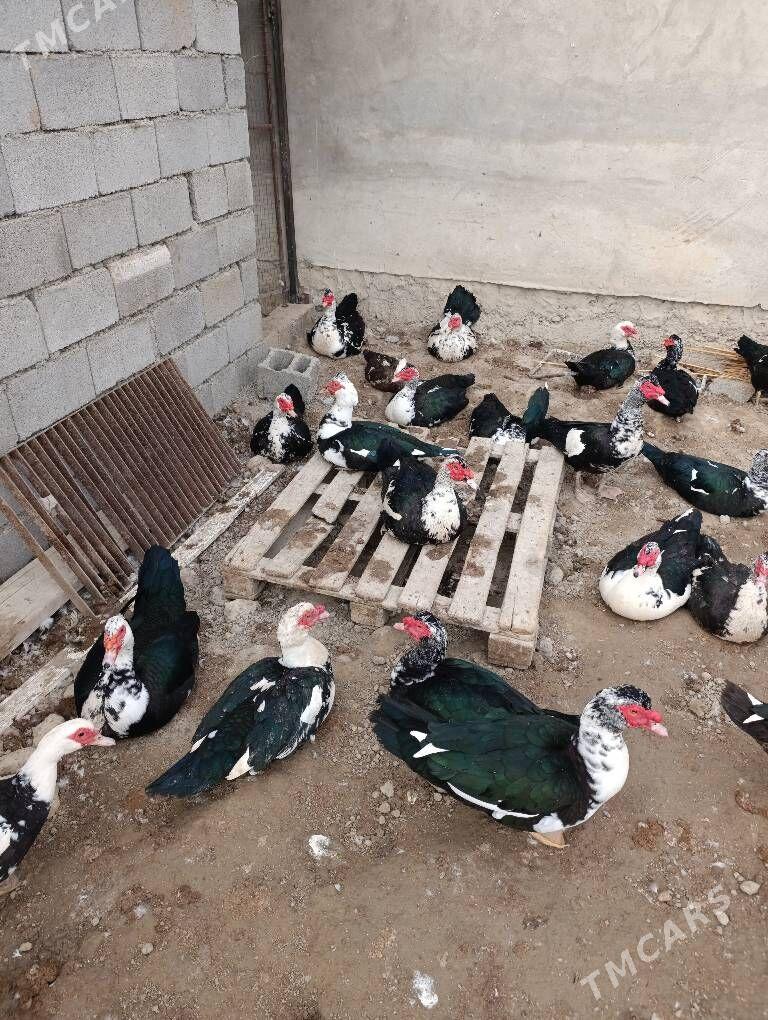 indautga indautka ördek - Büzmeýin - img 8