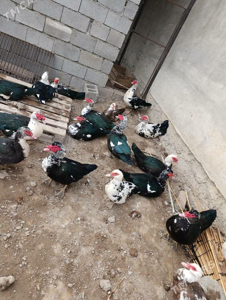 indautga indautka ördek - Büzmeýin - img 4