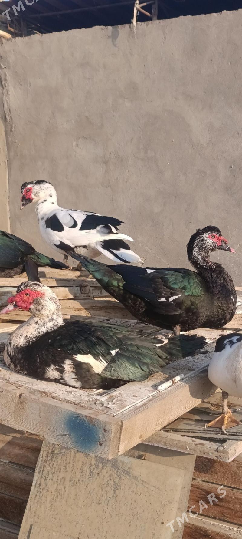 indautga indautka ördek - Büzmeýin - img 1