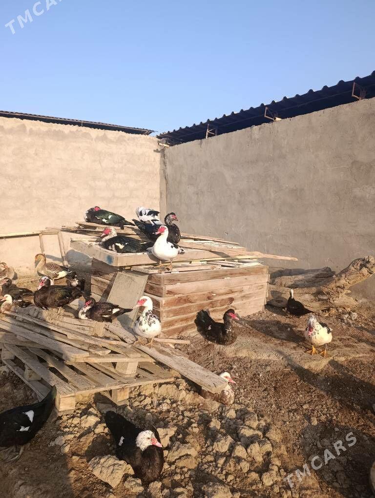 indautga indautka ördek - Büzmeýin - img 3