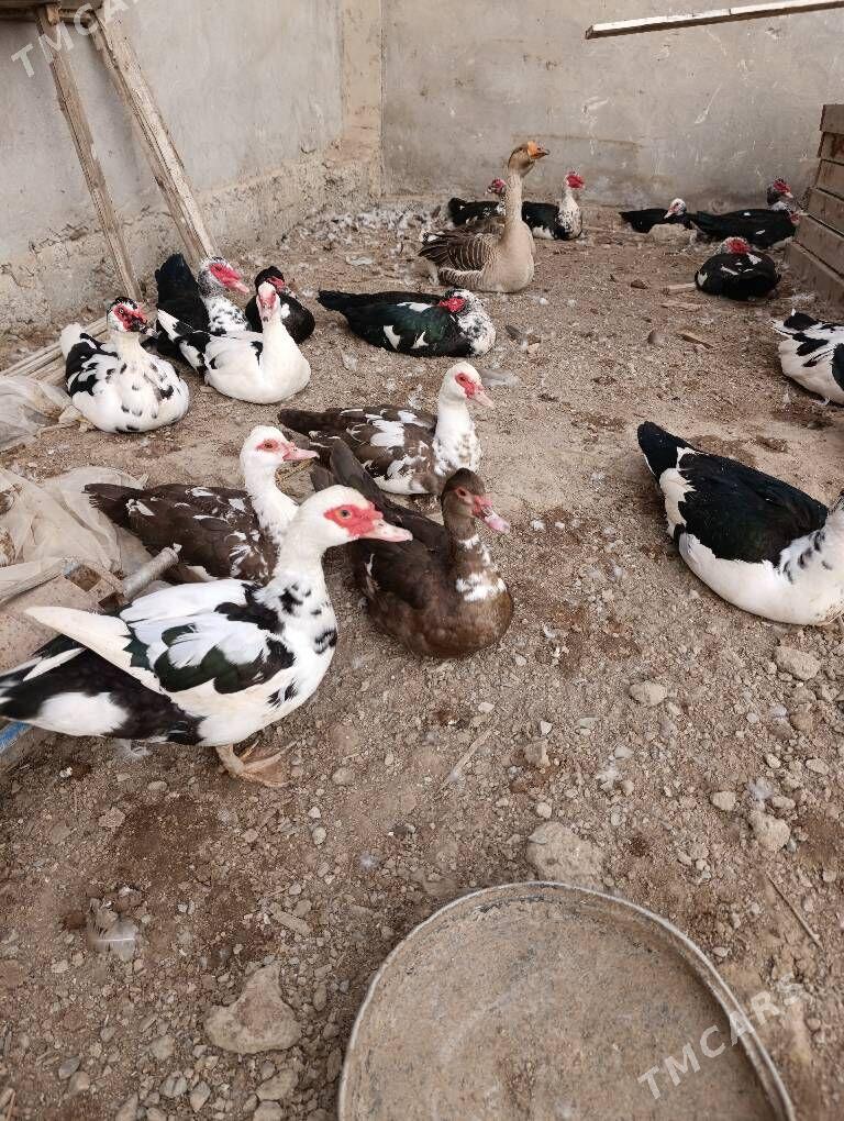 indautga indautka ördek - Büzmeýin - img 6