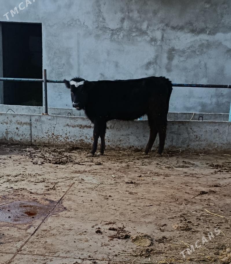 Gibrit tüwe - Gökdepe - img 2