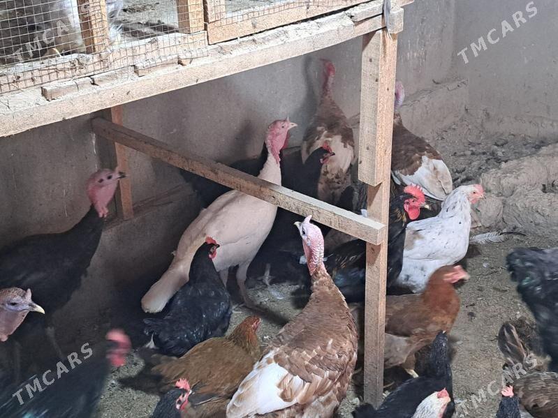 индюк - Туркменабат - img 4