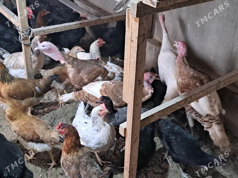 индюк - Туркменабат - img 3