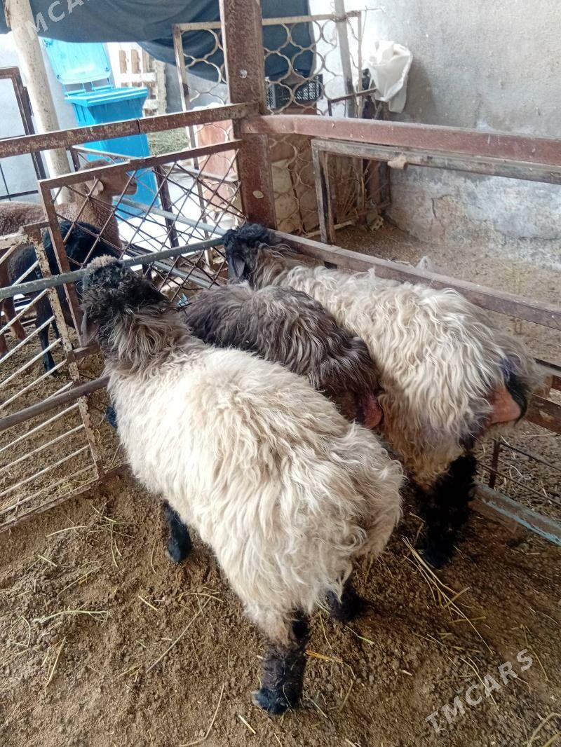 Işşek - Ашхабад - img 2