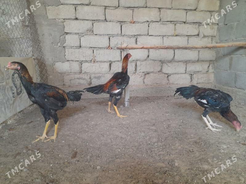 taskent - Херрикгала - img 9