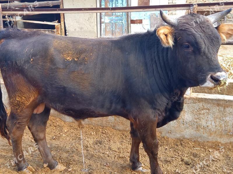 okuz - Bäherden - img 2