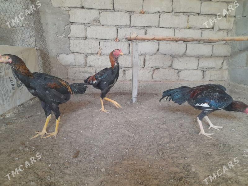 taskent - Херрикгала - img 8