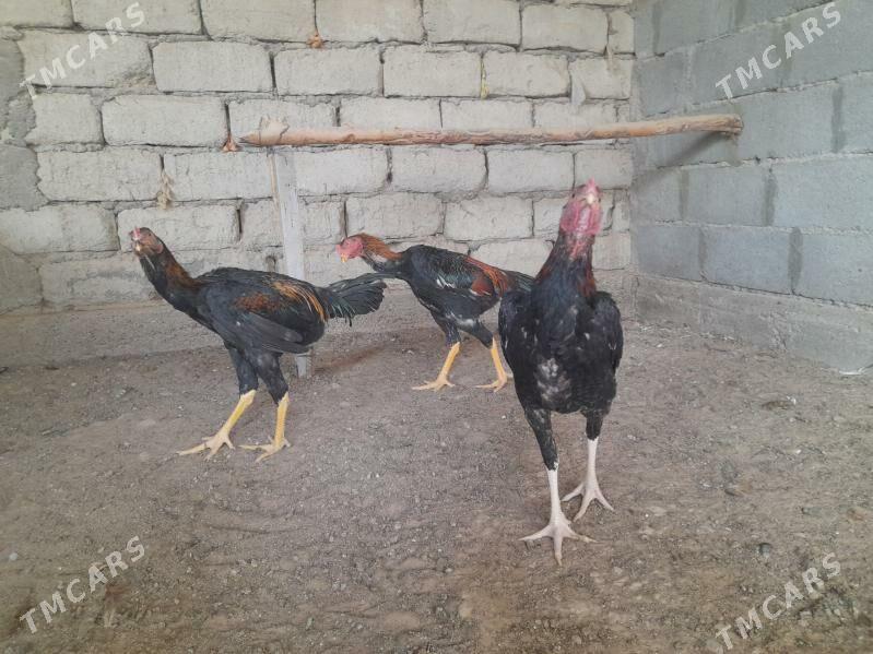 taskent - Херрикгала - img 3