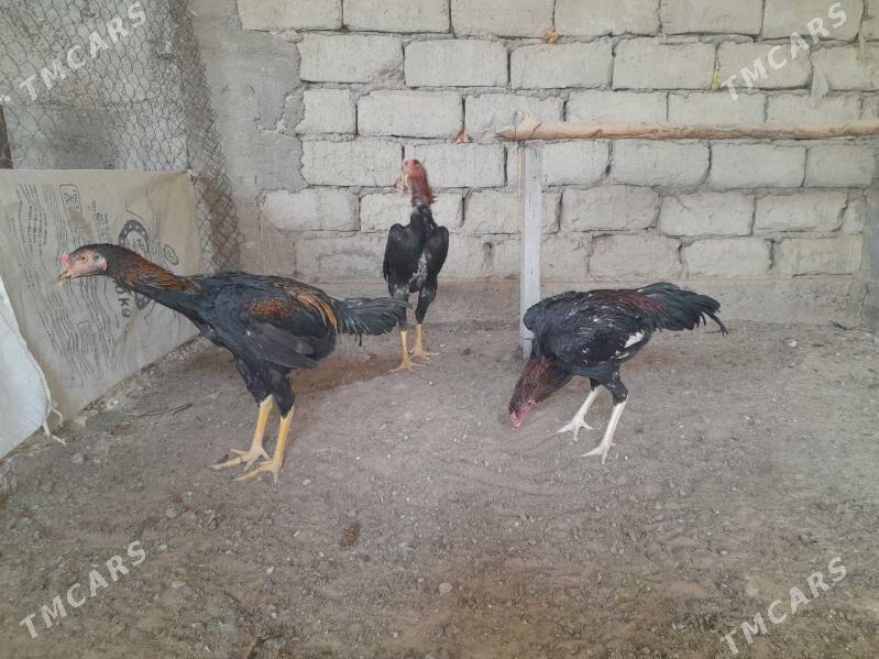 taskent - Херрикгала - img 2