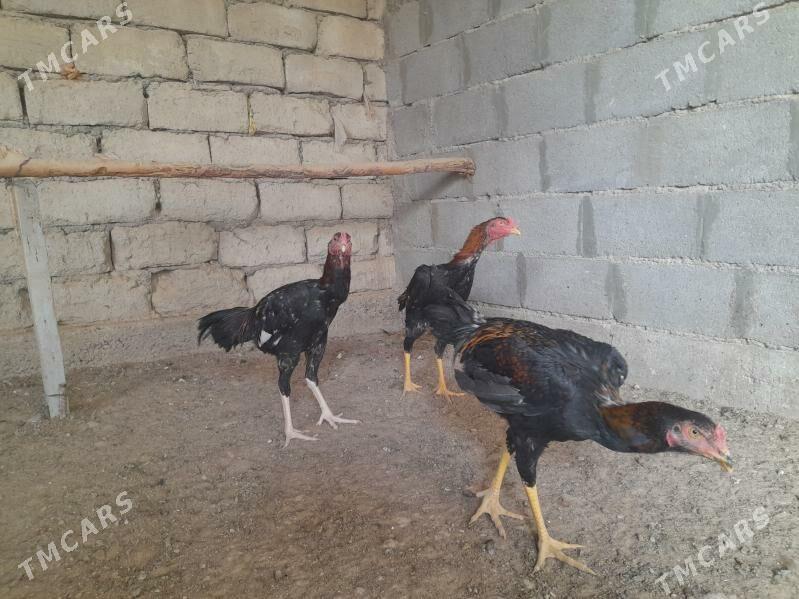 taskent - Херрикгала - img 5