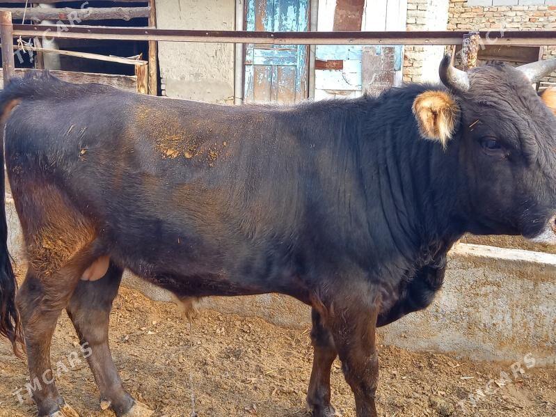 okuz - Bäherden - img 1