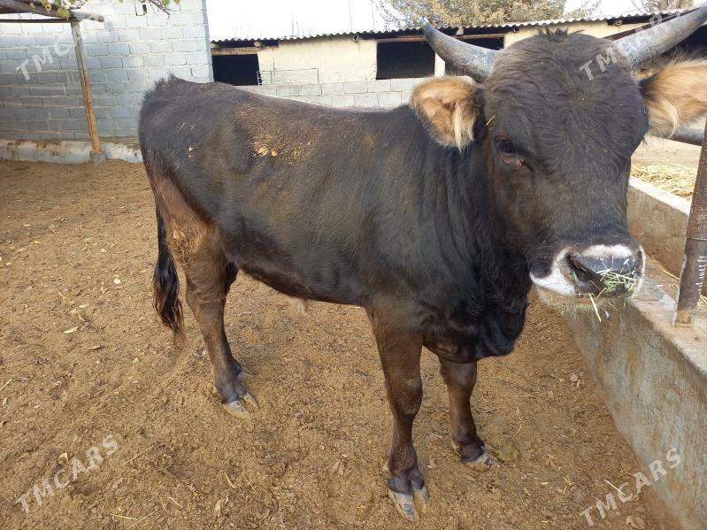 okuz - Bäherden - img 3