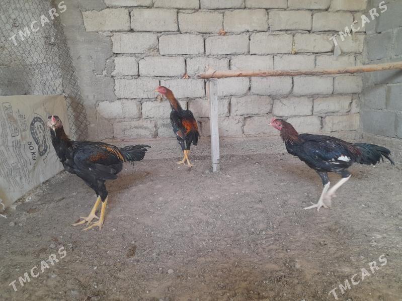 taskent - Херрикгала - img 6