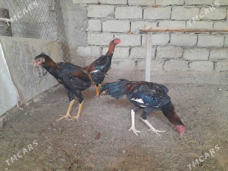 taskent - Херрикгала - img 7