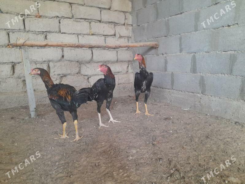 taskent - Херрикгала - img 4