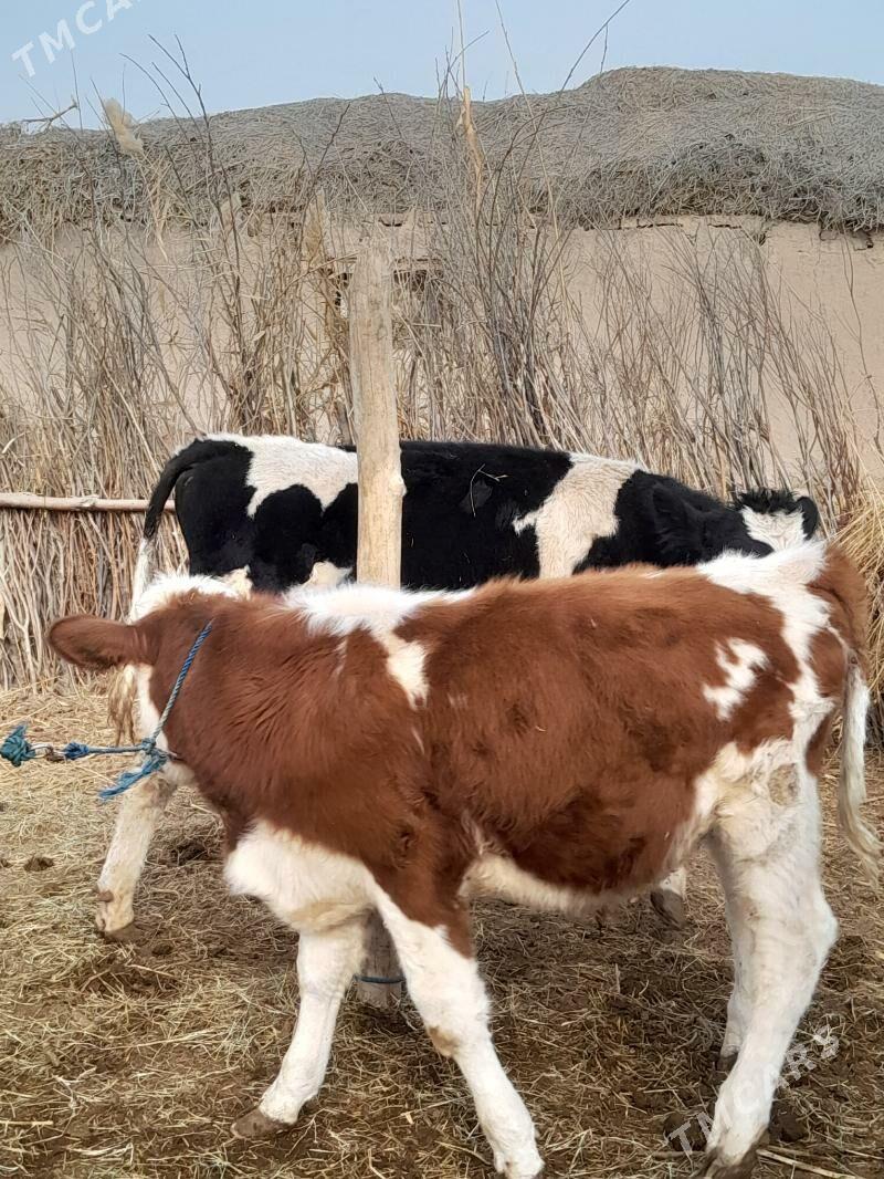 Okuzler - Garabekewül - img 1