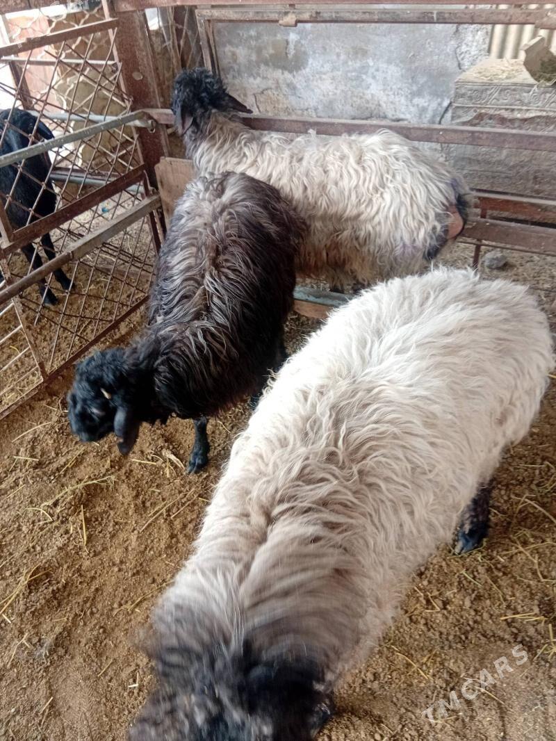 Işşek - Ашхабад - img 4