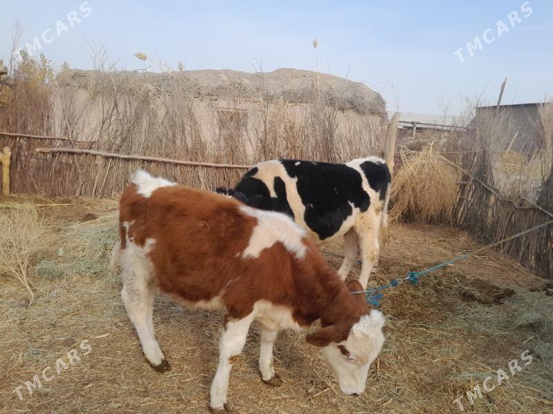 Okuzler - Garabekewül - img 5