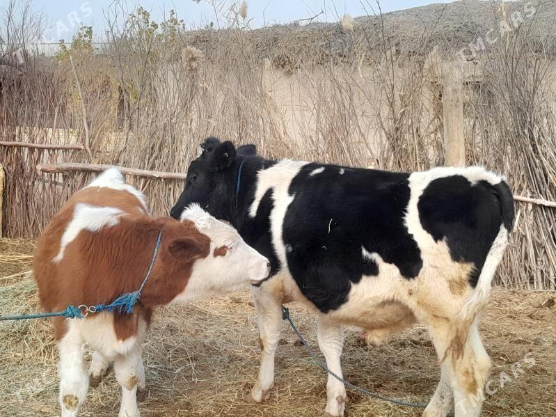 Okuzler - Garabekewül - img 3