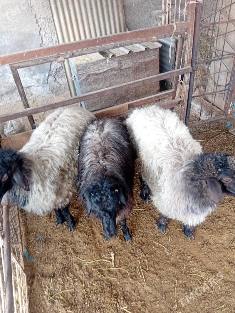 Işşek - Ашхабад - img 3