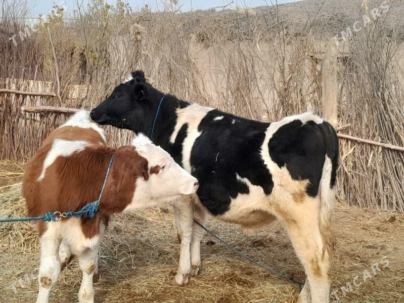 Okuzler - Garabekewül - img 2