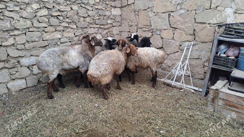 goýun - Гызыларбат - img 4