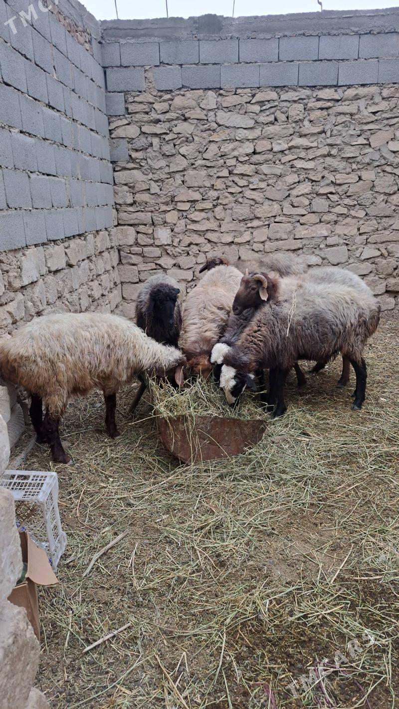 goýun - Гызыларбат - img 2