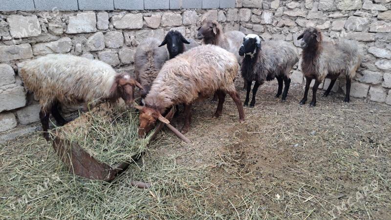 goýun - Гызыларбат - img 1