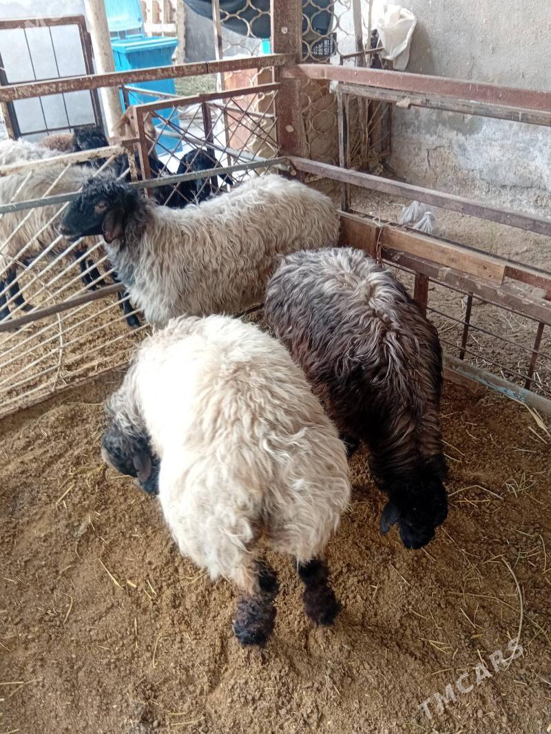 Işşek - Ашхабад - img 5