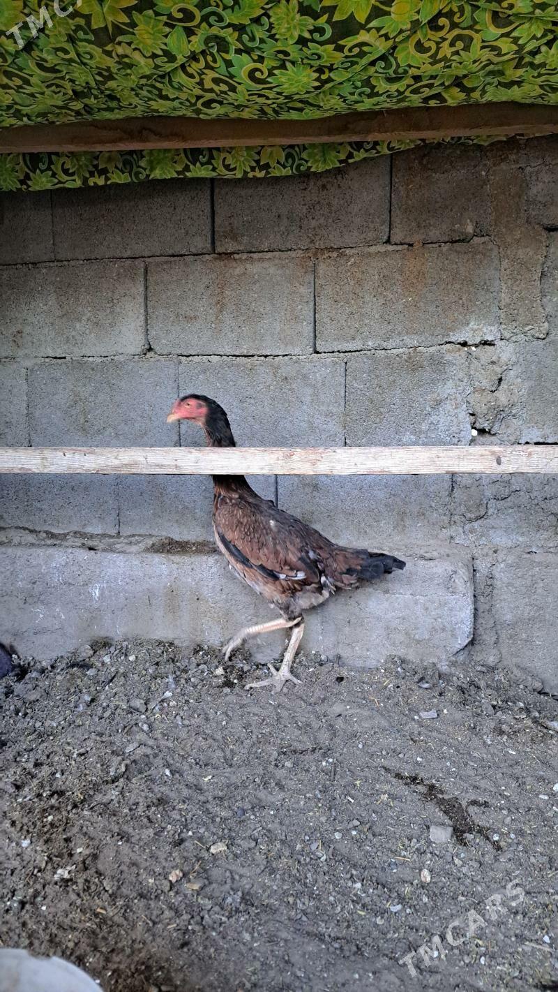 Tasgent towuk - Багир - img 2