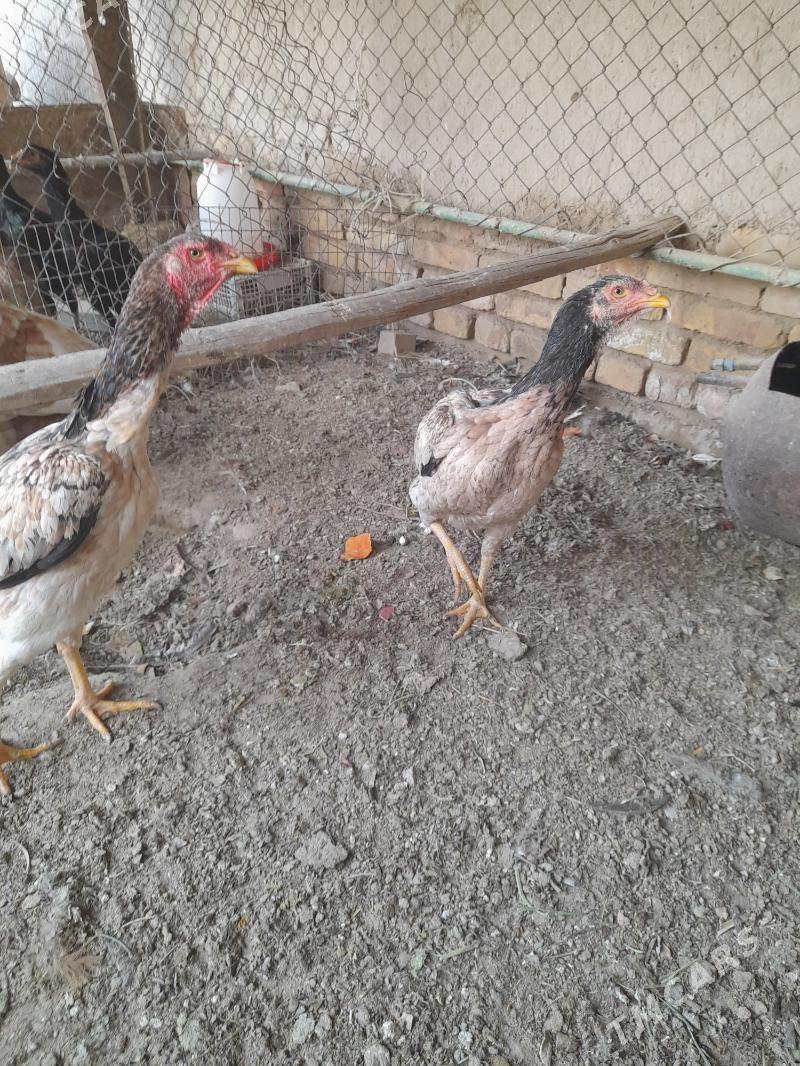 xoraz - Туркменабат - img 2