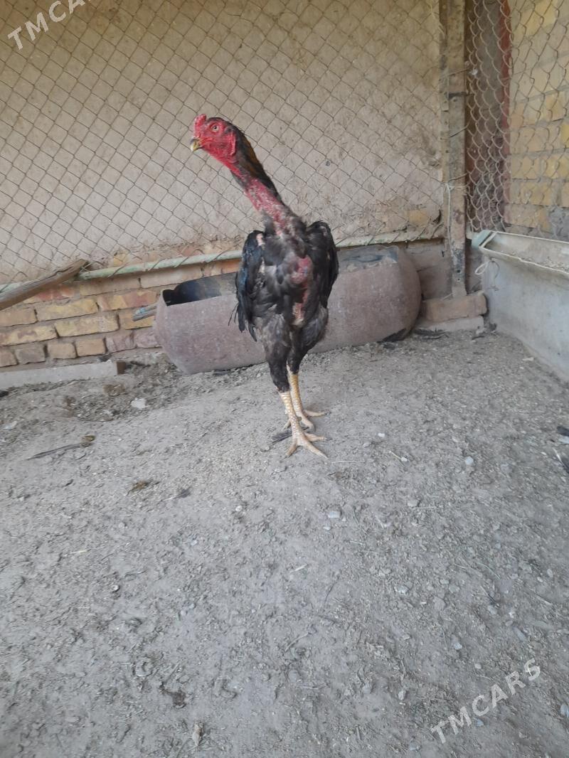 xoraz - Туркменабат - img 3