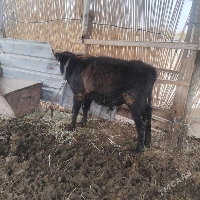 okuz - Мары - img 5