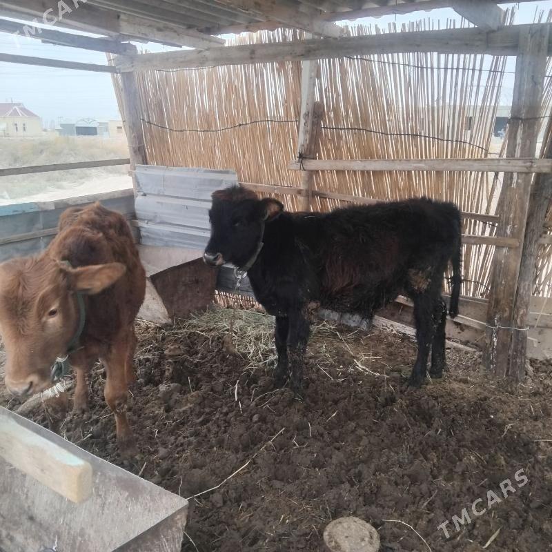 okuz - Мары - img 7