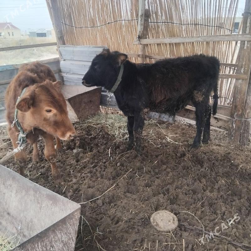 okuz - Мары - img 8