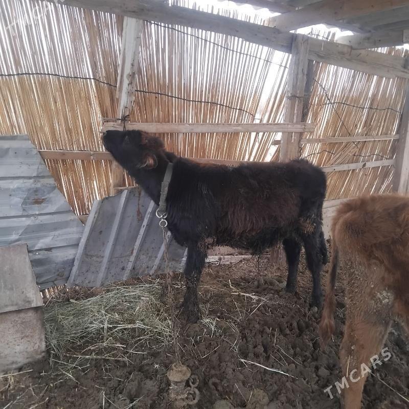 okuz - Мары - img 2