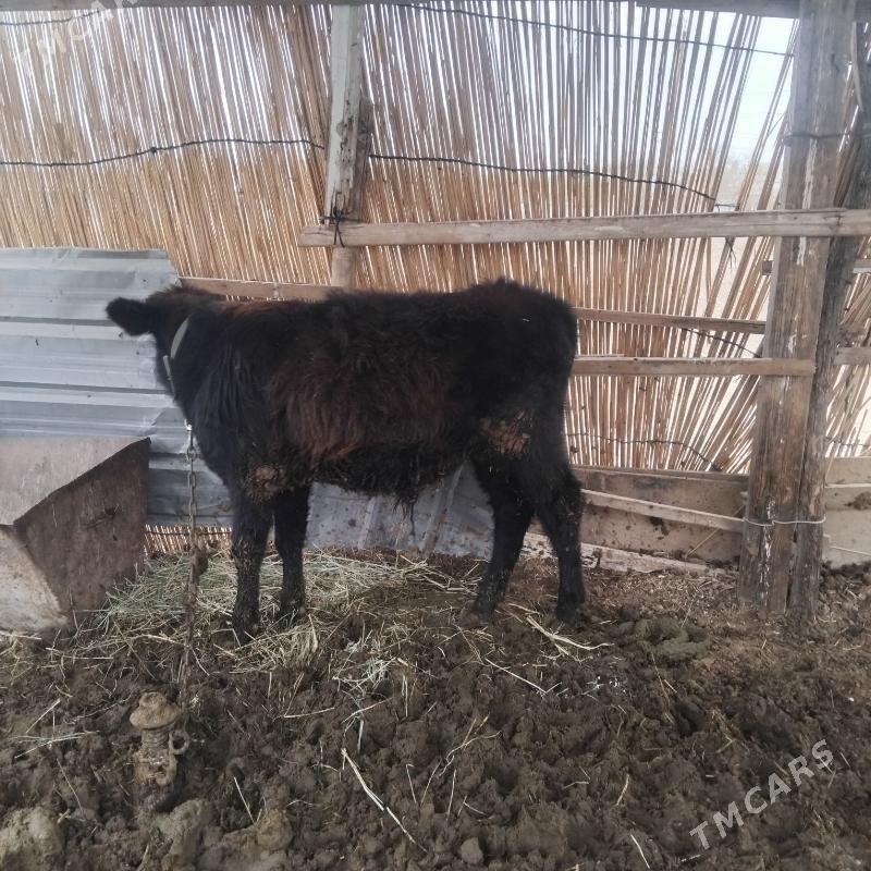 okuz - Мары - img 3