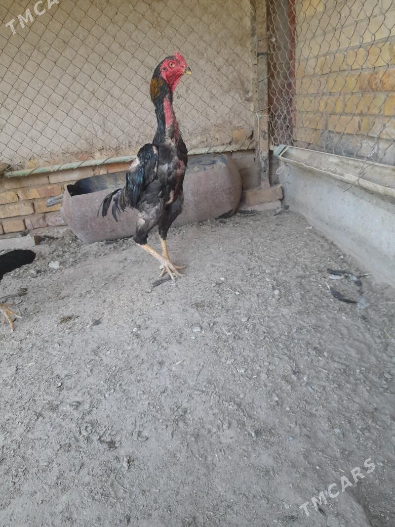 xoraz - Туркменабат - img 4