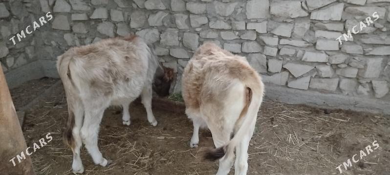 Sygyr. Gole - Эсенгулы - img 4