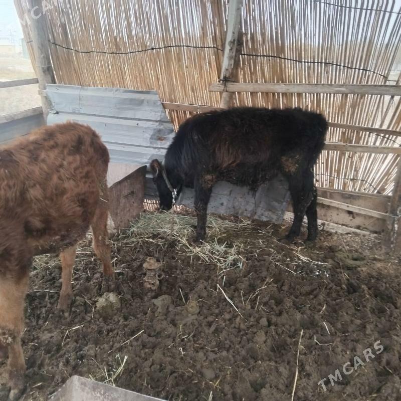 okuz - Мары - img 4