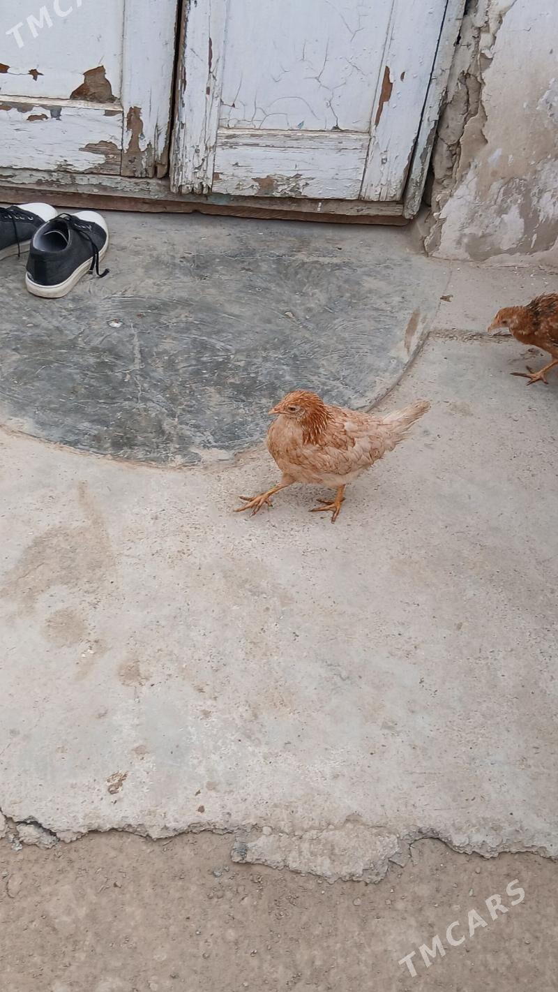 juje - Хитровка - img 4